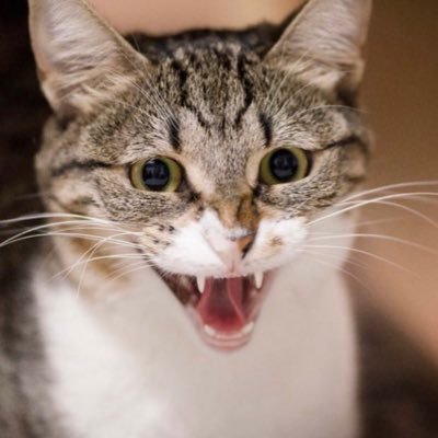 Andreskoenig's profile picture. Doctor of veterinary medicine (DVM), researcher, and father of two (cat and human). Opinions are my own. Visca Barça! 💙❤️ 🇮🇱