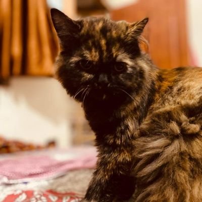 ChaudhryAsil's profile picture. जिसका ख़्वाब न हो उसका मुस्तक़बिल नहीं होता।