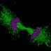 Anna Randi Lab (@labanna) Twitter profile photo Anna Randi Lab (@labanna) Twitter profile photo