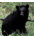 BlackbearBASS's profile image