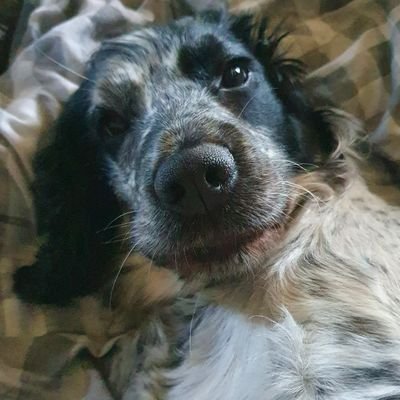 I'm a 3y old Cocker Spaniel. I'm adopted after I was bred twice. My new family woof me to bits. I'm learning new things every day #stevensangels #safeplace2bee