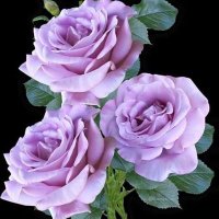 Gamal Mohammad (@gamalmohammad11) 's Twitter Profile