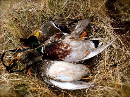 Follow us, MS Delta Ducks in Greenwood, MS, for Nathan's one-liners, preseason reports, season conditions and harvest reports and other tidbits.