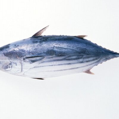 本ガツオのやあぴー 復活 Iyoyadanaa Twitter