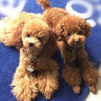 syouwa29 (@1954_i) 's Twitter Profile