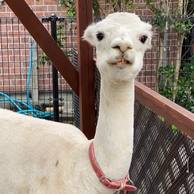 まるでアルパカ🦙さんのプロフィール画像