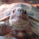 Debbie Schultz - @debbie165301 - Twitter