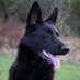 Samuel the Dog (@samuelthedog220) Twitter profile photo Samuel the Dog (@samuelthedog220) Twitter profile photo
