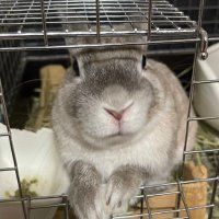 🐰こんさま🐰 (@evanzel0708) 's Twitter Profile