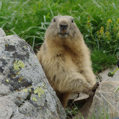 cedric_lnk's profile picture. 