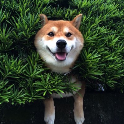 Shibe