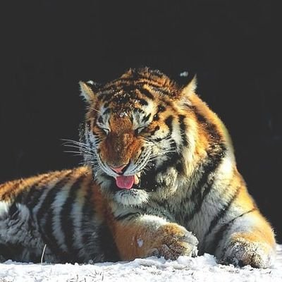 Let's play with data🏄 /
Self-recovery and Boldness for better future / Cat lover..🥰 /성찰덕후
