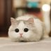 Babychickapu (@babychickapu) Twitter profile photo Babychickapu (@babychickapu) Twitter profile photo