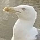 commentboire's profile picture. 