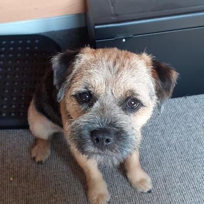 Gary a cheeky a border terrier living in North Wales