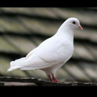 مدار (@madar202) Twitter profile photo