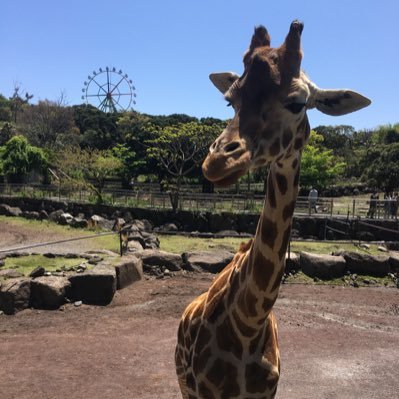 一人でも多くの子ども達がたくさん笑顔でいられますようにお手伝い😊日本人でよかった❣️ ぽちぽち集めてる御朱印ですが、知らない間に7冊目🙏 怪しいフォロワーはブロックさせて頂きます。