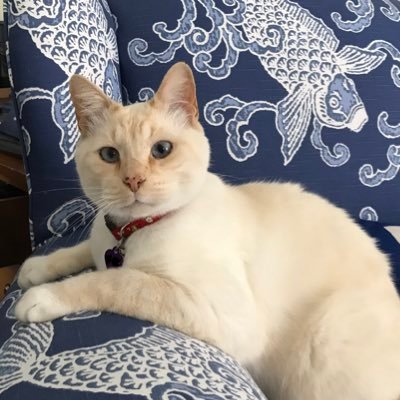 Just a cool cat spreading peace and love. I’m the Mayor of Ridgemere, but you can call me Fletcher. I have a brother named Joel #adoptdontshop #RichmondSPCA