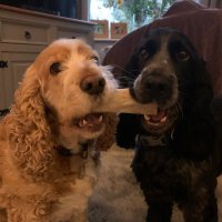 jo (@joannebooth02) 's Twitter Profile