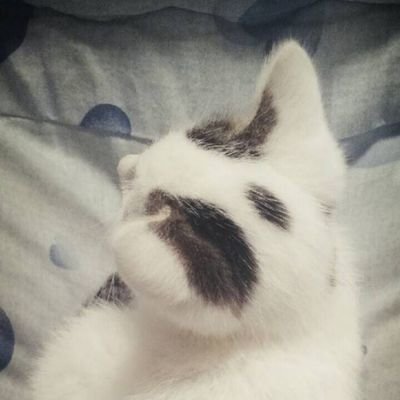 白さんのプロフィール画像