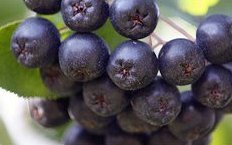 sawmillhollow's profile picture. First aronia berry farm in the US! Proud to offer the most extensive line of organic aronia products. See the story and outfit your whole health journey at
