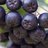 sawmillhollow's profile image