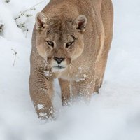 Chilevida (@chilevida1) 's Twitter Profile