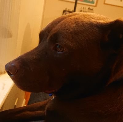 djamesalicious's profile picture. Things only get worse. Socialist. he/him