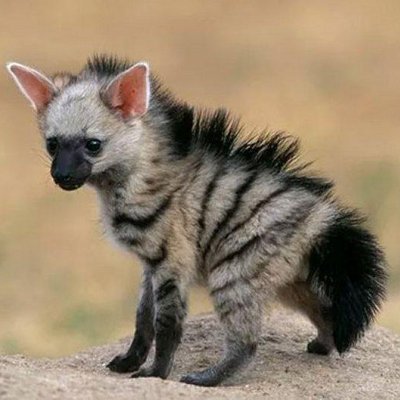 PresidentFoxyJ's profile picture. 288B to Las Vegas
#twinja