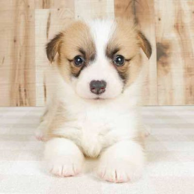 tsumugi20210404's profile picture. 2021年4月4日生まれのコーギー♀長崎県産まれ🐶初めて子犬からお世話するので、成長記録として残していこうと思っています。🏕️犬連れキャンプしています。 https://t.co/20LSh53iWT