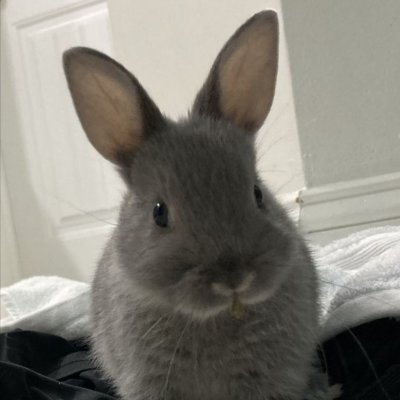 Netherland Dwarf 
Zoomies and Binkies Professional

Above: Meadow 5/1/2011 - 8/23/2020