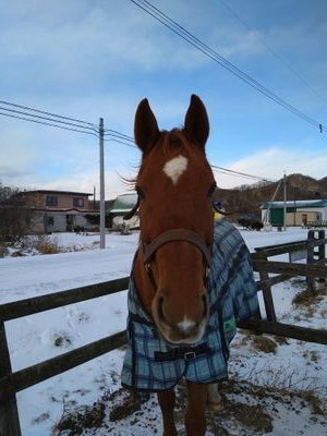 功労馬サポーターズをやっています