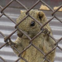 合図は指3本 (@mt8s27kj) 's Twitter Profile Photo