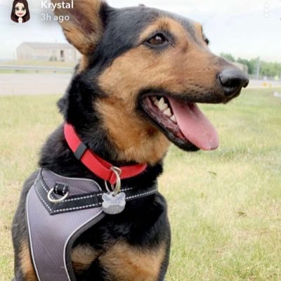 WolfSchleicher's profile picture.
