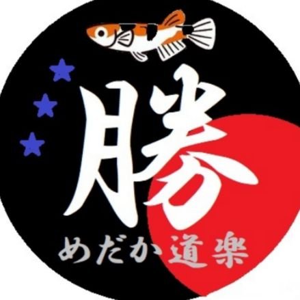 三色系が大好き💖ベランダ飼育で綺麗な三色メダカの作出を目指して日々奮闘中🍀『雲州三色の2系統を累代中🌱』🌈三色の群泳を眺めながらお酒🍺を飲むのが私にとって至福のひと時✨✨💕