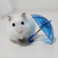 ほわほわのほわ (@howahowanohowa) 's Twitter Profile Photo ほわほわのほわ (@howahowanohowa) 's Twitter Profile Photo