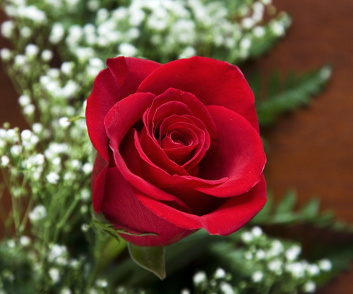 priya02rai's profile picture. cool and simple girl....