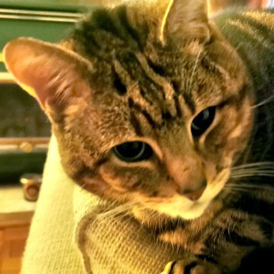 Terraxx's profile picture. Ba ra am de ba ra am de
Da ra doo dee
It ain't necessarily so
It ain't necessarily so
The things that you're liable
To read in the Bible
It ain't necessarily so