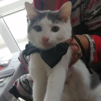 BerkerGurgen's profile picture. 