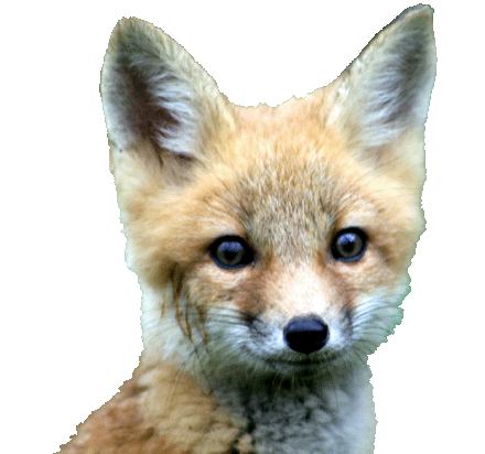 GreyFoxxx's profile picture. 