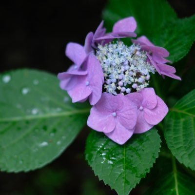 lucaha22's profile picture. 無言フォロー失礼します。