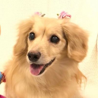 sayumi41051703's profile picture. 明日海りお さんずっと大好きです(*'▽'*)
永遠に応援していきます！
 愛犬ペコは、2021/05/31 虹の橋を渡りました。