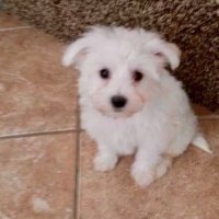 cheatrs (@cheatrslol) 's Twitter Profile