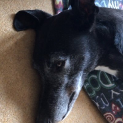 Amyog5's profile picture. 