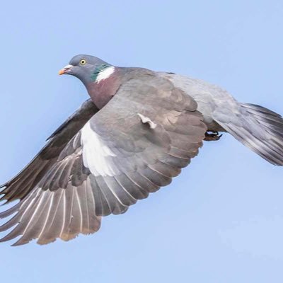 Columba palumbus. Ain’t nothing common about me mate. Just having a laugh at stupid humans and other mammals. Swear a lot.