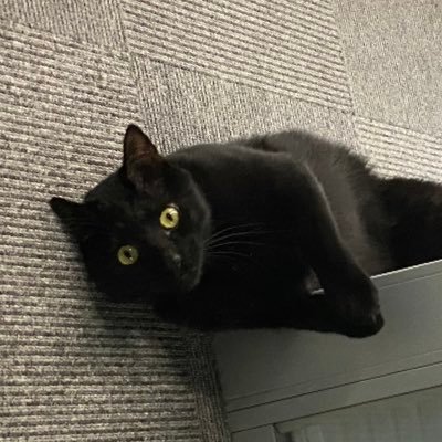 チャーシュー猫さんのプロフィール画像