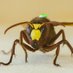 The Nutritional Ecology Lab (@nutritionecolab) Twitter profile photo The Nutritional Ecology Lab (@nutritionecolab) Twitter profile photo