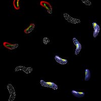 brattonlab (@brattonlab) 's Twitter Profile