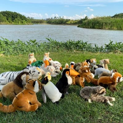 Hanks67834919's profile picture. Super realistic stuffed animals Manufacturer. Can produce high quality lifelike plush toys. Come and take you into the wonderful world of animals.
