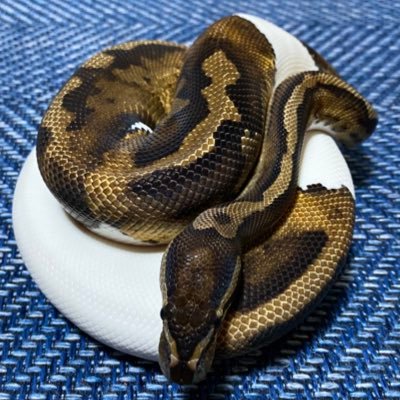 grandfathertok1's profile picture. 心機一転 おぢいちゃんです 爬虫類やらイッヌやらラーメンやら酒